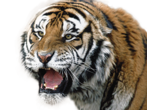 Tiger PNG-23238